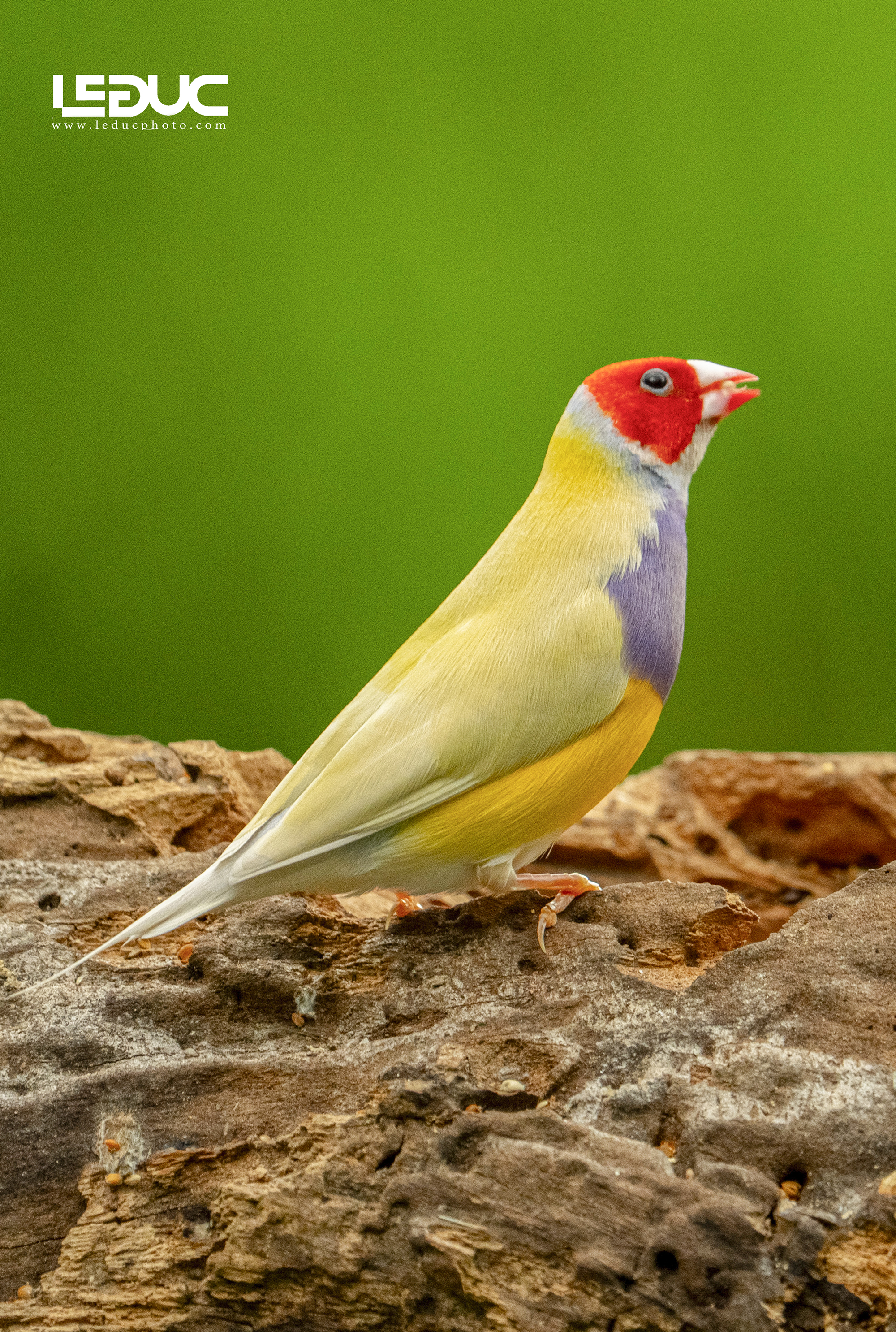 Chim sẻ 7 màu úc (3)1